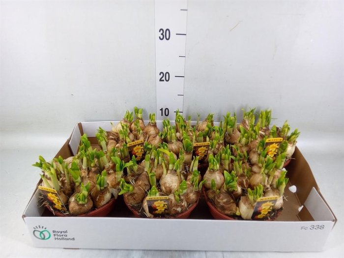 <h4>Narcissus  'Tete a tete'</h4>