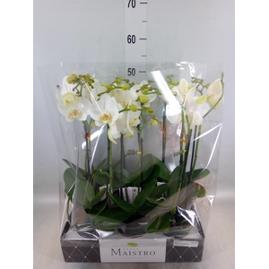 Phalaenopsis   ...white