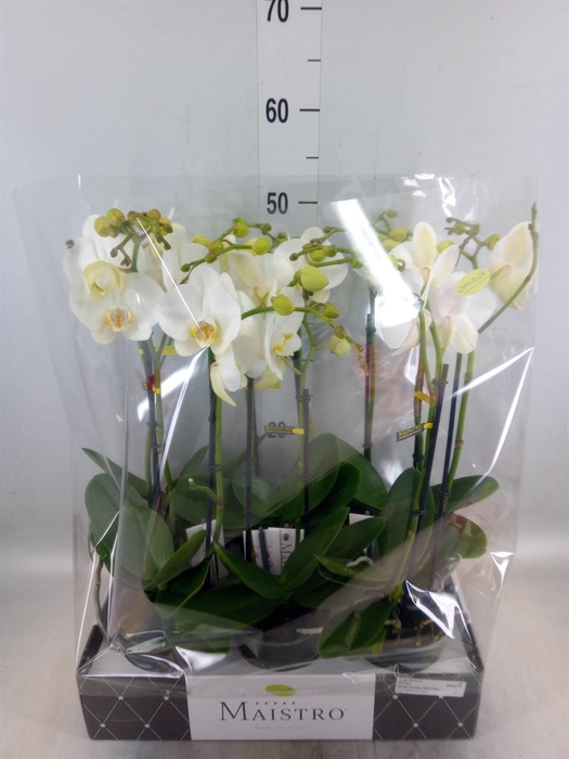 <h4>Phalaenopsis   ...white</h4>