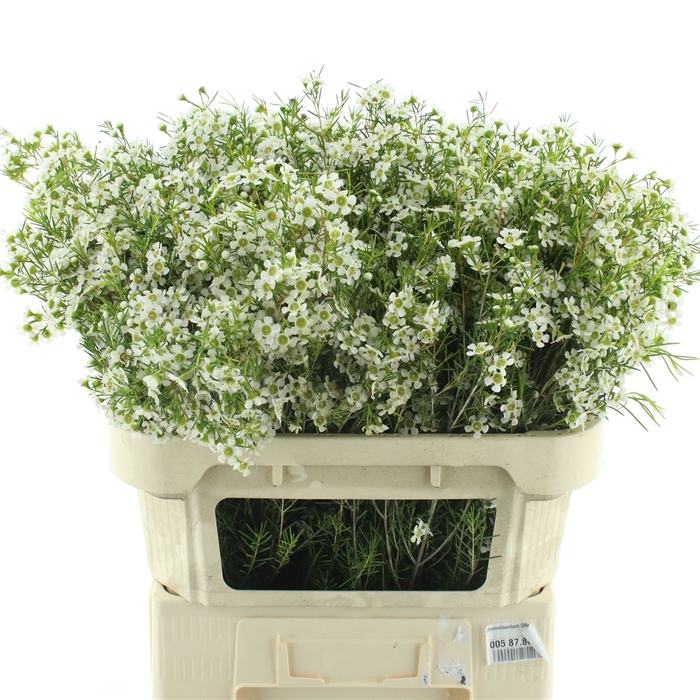 <h4>Chame Un Ofir</h4>