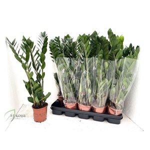 ZAMIO ZAMIIFOLIA