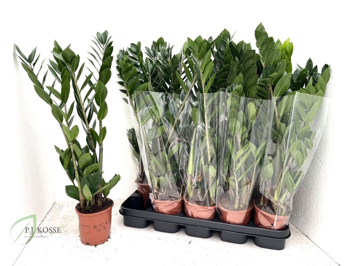 <h4>ZAMIO ZAMIIFOLIA</h4>