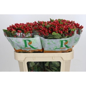 Hypericum Magical Triumph