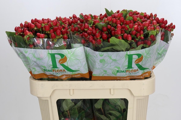 <h4>Hypericum Magical Triumph</h4>