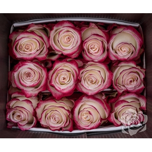 Rosa Gr Sweetness **flowerpka**