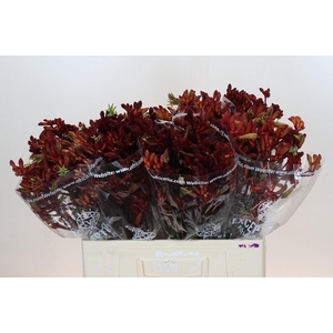 Anigozanthos Early Spring