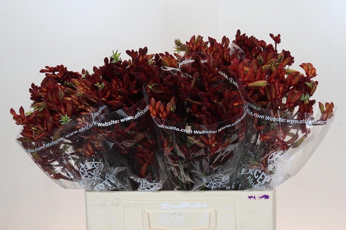 <h4>Anigozanthos Early Spring</h4>