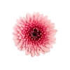 GERBERA BOLERO < 050 CM < 10 CM DIAM VARIADO