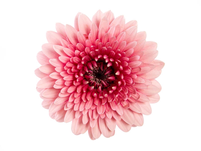 GERBERA BOLERO < 050 CM < 10 CM DIAM VARIADO