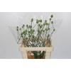 Allium Green Berry