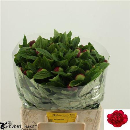 <h4>Paeo Red Charm 55cm</h4>