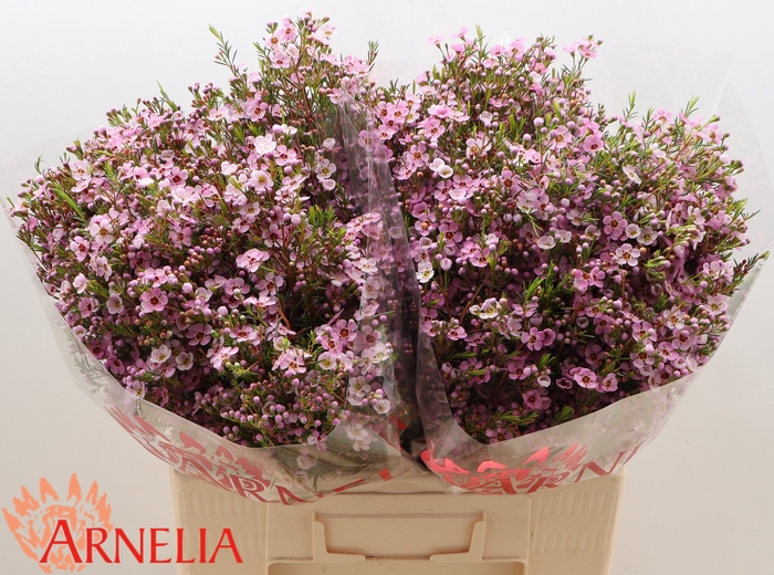 <h4>Chamelaucium Uncinatum 'kerryn'</h4>