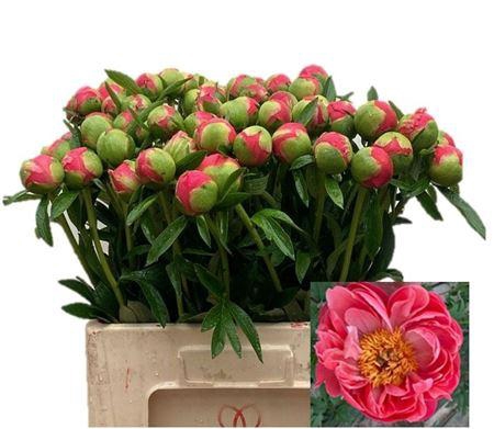 <h4>Paeo L Coral Charm</h4>