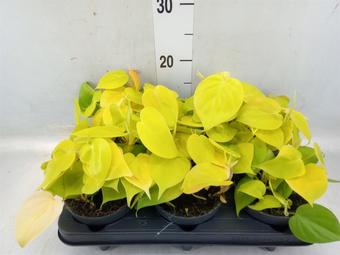 <h4>Philodendron scand. 'Lemon Lime'</h4>