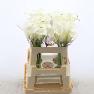 Calla Crystal Clear
