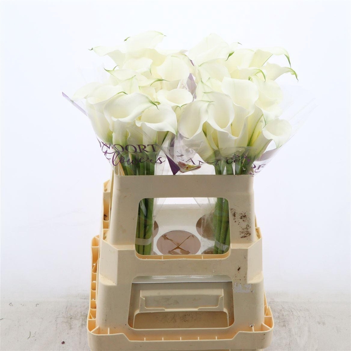 Calla Crystal Clear