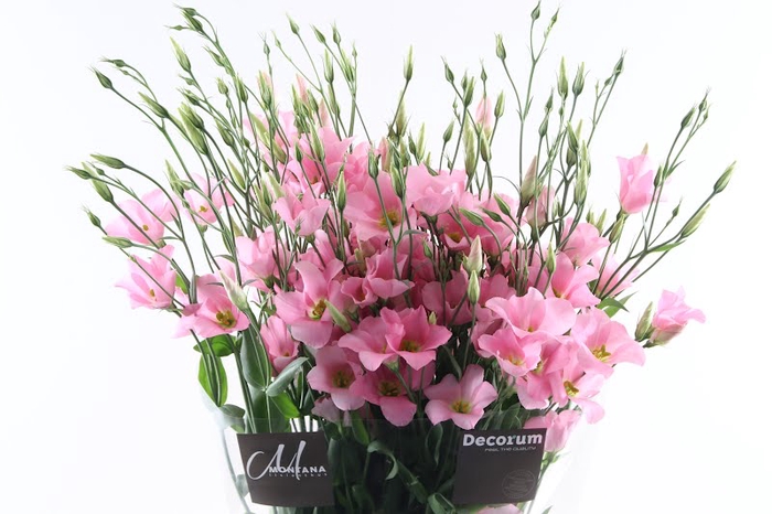 <h4>Eust Botanic Pink</h4>