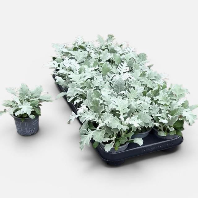 <h4>JACOBAEA MARITIMA</h4>
