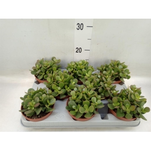 Crassula ovata 'Minor'