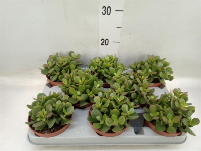 <h4>Crassula ovata 'Minor'</h4>