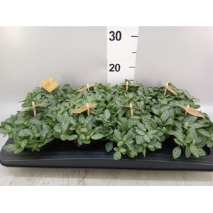 Fittonia verschaf.