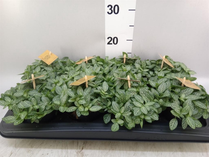 <h4>Fittonia verschaf.</h4>