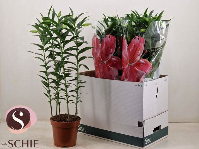 <h4>Lilium Ori. Grp Helvetia</h4>