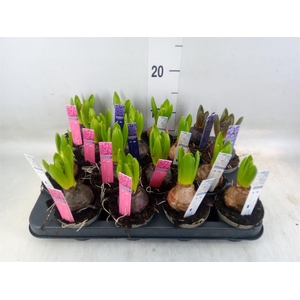 Hyacinthus orie. 'Pearl'  ...mix  4