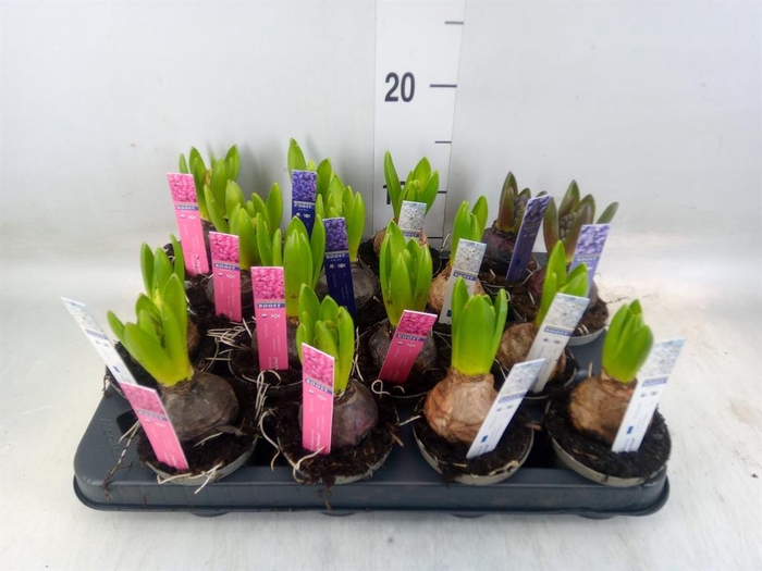 <h4>Hyacinthus orie. 'Pearl'  ...mix  4</h4>