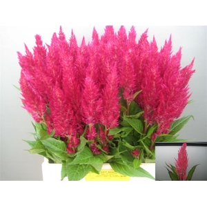Cel P Royal Pink