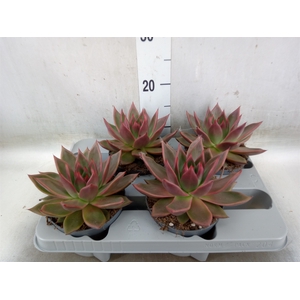 Echeveria   ...