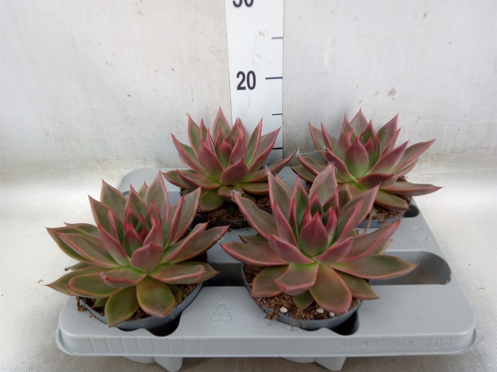 <h4>Echeveria   ...</h4>