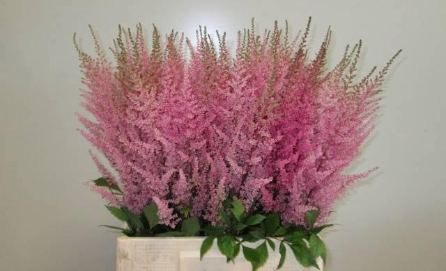 <h4>ASTIL AR ERIKA</h4>