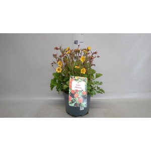 Geum chiloense 'Lady Stratheden'