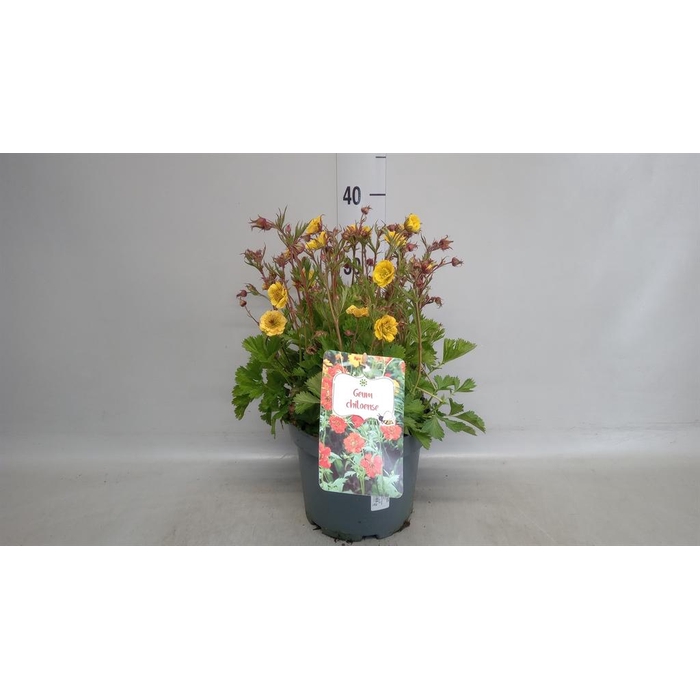 <h4>Geum chiloense 'Lady Stratheden'</h4>