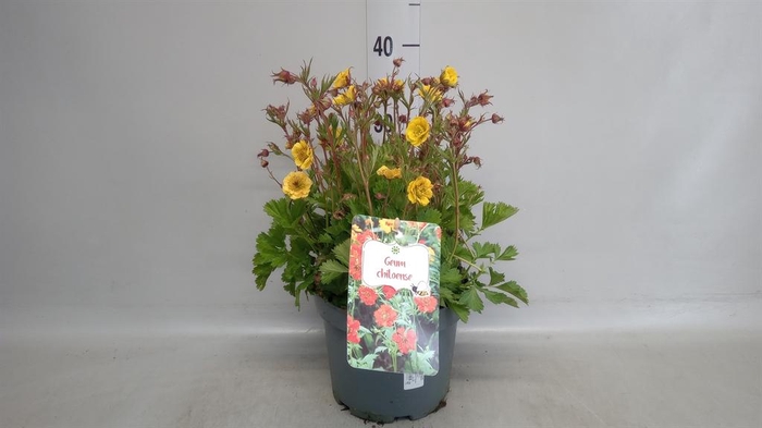 <h4>Geum chiloense 'Lady Stratheden'</h4>