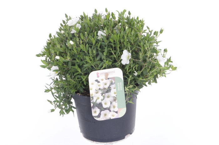 <h4>Arenaria montana</h4>