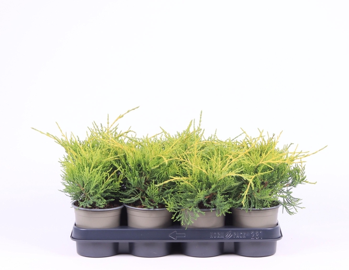 <h4>Juniperus x pfitzeriana 'Gold Coast'</h4>