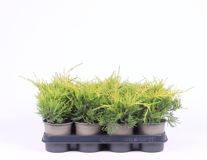 <h4>Juniperus x pfitzeriana 'Gold Coast'</h4>