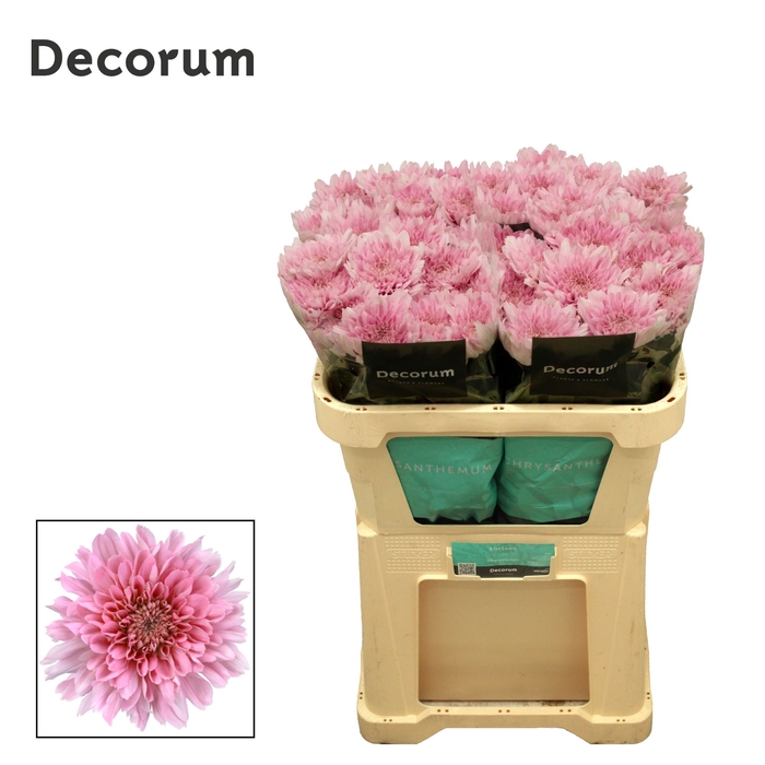 <h4>Chrysanten Chr G Kalimba</h4>