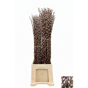 Salix Wilgenkatjes Very Nice!!