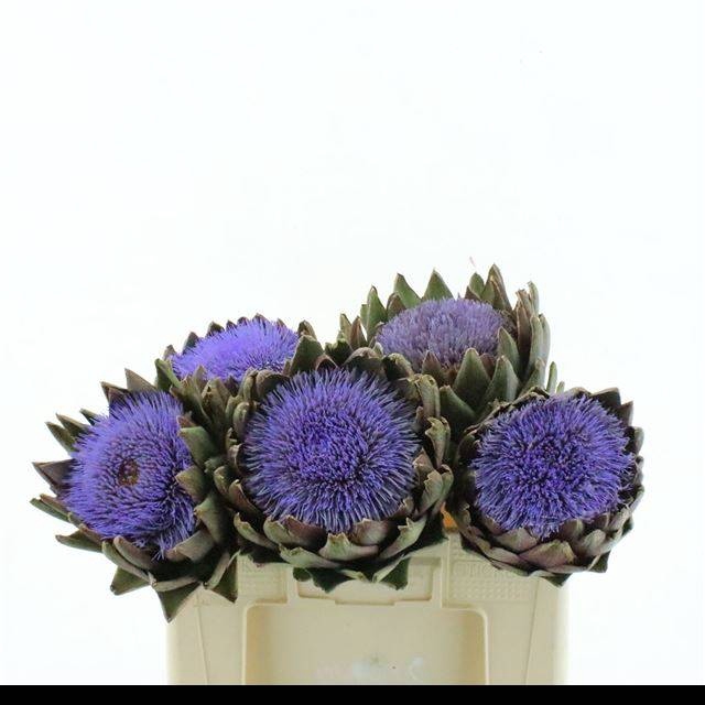 <h4>CYNARA SCOLYMUS</h4>