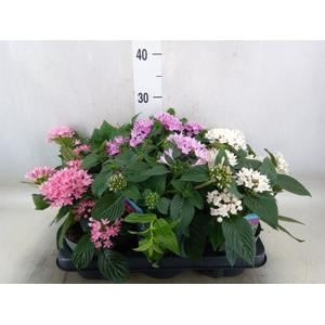 Pentas lanceolata 'Starclust' ..mix