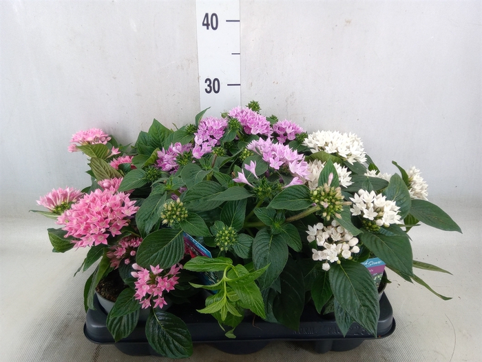 <h4>Pentas lanceolata 'Starclust' ..mix</h4>