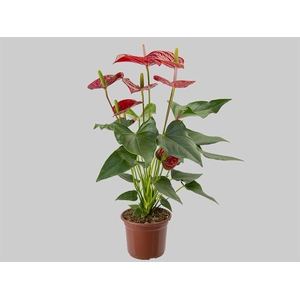ANTHURIUM FELICITA P15 VERMELHO