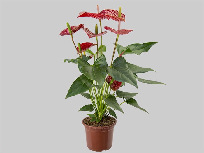 ANTHURIUM FELICITA P15 VERMELHO