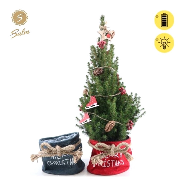 <h4>Picea gl. 'December'® P19 in Bag X-mas Duo + Winterlight-Skate + Star on Loop</h4>