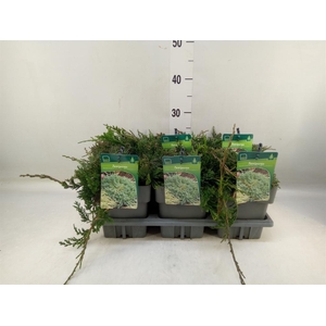 Juniperus squamata 'Blue Carpet'