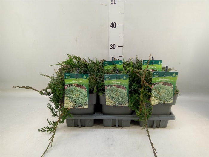 <h4>Juniperus squamata 'Blue Carpet'</h4>