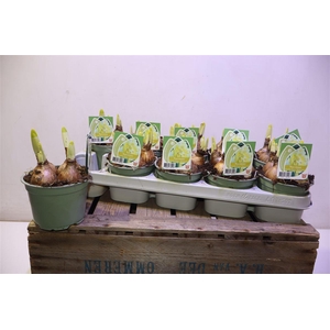 arr8 Narc D Westward